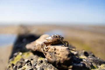 Dead crab on the shore