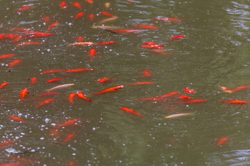 Beautiful colorful fish in an artificial pond - Carp koi in Latin Cyprinus carpio haematopterus