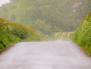 Mist rising and hedge waterfalls