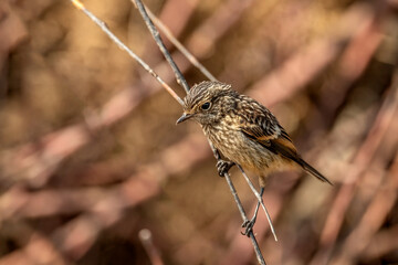 stonechat, saxicola rubicola, perched on a branch in the uk