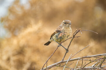 stonechat, saxicola rubicola, perched on a branch in the uk