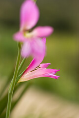 close up of pink flower