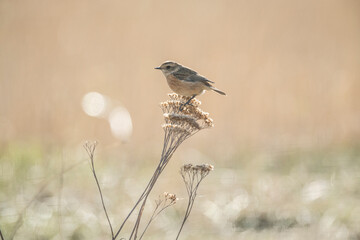 Fototapeta premium stonechat, saxicola rubicola, perched on a branch in the uk
