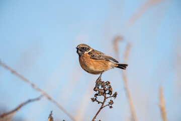 stonechat, saxicola rubicola, perched on a branch in the uk
