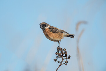 stonechat, saxicola rubicola, perched on a branch in the uk