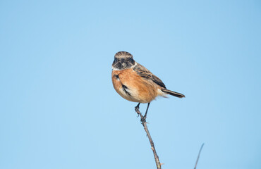 stonechat, saxicola rubicola, perched on a branch in the uk