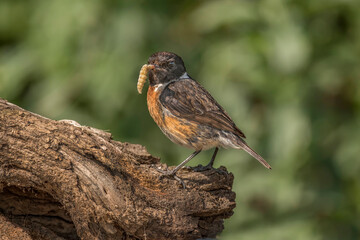 Stonechat, male, perched on a branch, close up, with a worm in its beak