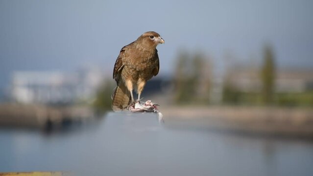 chimango caracara (Milvago chimango), a bird of prey, voraciously eating a fish caught or found in the Rio de la Plata river, Buenos Aires, Argentina 