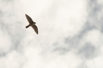 Peregrine Falcon Soaring in Clear Blue Sky