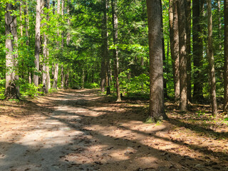 New England forest walking trail. Pine tree woods path in summer.