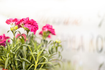 Carnations with blurred restaurant window on background