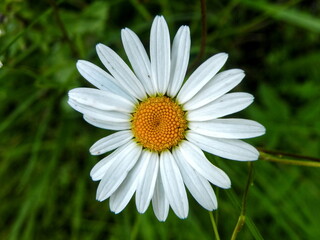 Obraz premium Blossoming Daisy in Summer