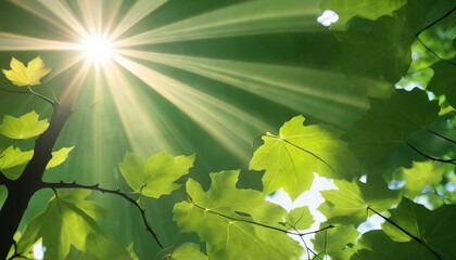A serene image of sunlight filtering through a canopy of green leaves creating a peaceful and natural atmosphere The sun rays illuminate the leaves with a warm glow, perfect for themes of nature