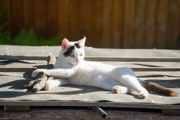A cute white cat lies in the sun and rests. Rest and relaxation during your vacation.
