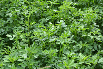 In the spring field young alfalfa grows