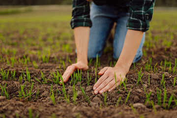 Young seedlings in the hands of a farmer. Agriculture, organic gardening, planting or ecology concept. Environmental, earth day