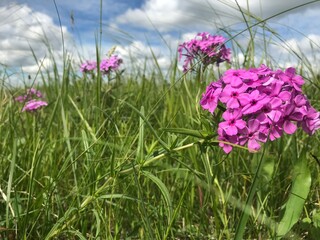 Obraz premium Prairie phlox (Phlox pilosa) in full bloom.