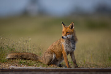 red fox vulpes on train tracks railway crossing
