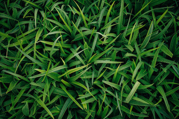 Fototapeta premium Top view texture of clear grass