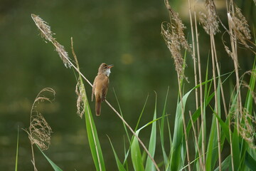 A beautiful bird sits on the grass on a green background. The great reed warbler (Acrocephalus arundinaceus) is a Eurasian bird in the passerine genus Acrocephalus.