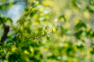 Twig and leaves