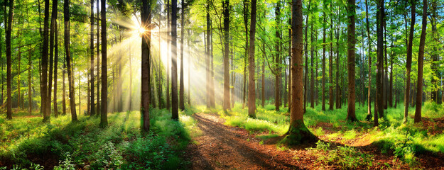 Beautiful summer forest trees with rays of sunlight between in a green forest. Panorama with copy space.