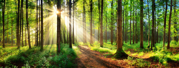 Obraz premium Beautiful summer forest trees with rays of sunlight between in a green forest. Panorama with copy space.