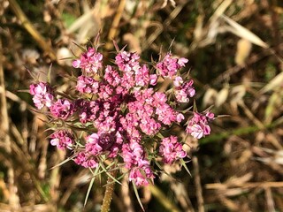 Wild Carrot (Daucus carota)