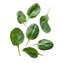 Fototapeta premium Fresh spinach leaves isolated on transparent background Generative Ai.