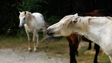 Horses are gathered together on a rural path, surrounded by nature
