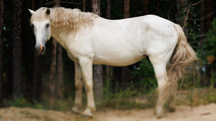Fototapeta premium In front of a forest stands a white horse amidst the dirt