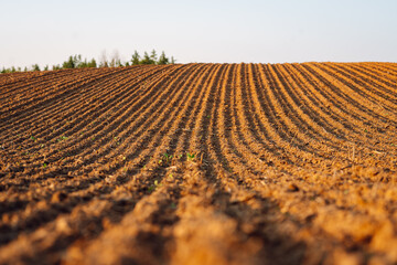Close-up of black soil. Agriculture, soil before sowing. Fertile land texture, rural field...