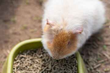 country pig in grass