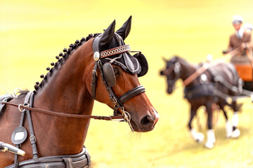 Close-up of horse with decorative headpiece and braided mane, with elegant tack and harness for...