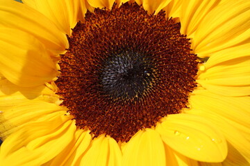Obraz premium Beautiful photo of sunflower without a stem floating in a beautiful bowl of water. Glorious sunny weather and the photo was taken outdoors. 