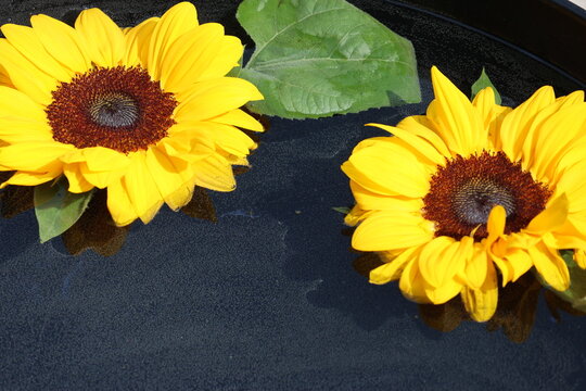 Beautiful photo of sunflower without a stem floating in a beautiful bowl of water. Glorious sunny weather and the photo was taken outdoors. 