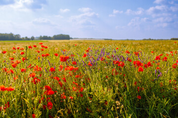 Poppy in beautiful meadows in summer