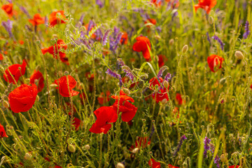 Poppy in beautiful meadows in summer