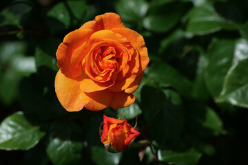 Rosenstrauch mit Knospe