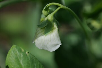 Blüte einer Zuckererbse