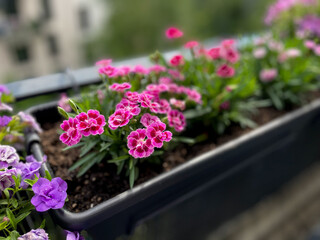 Beautiful pink purple Carnations decorative balcony flowers in a flower pot hanging on a balcony terrace fence close up