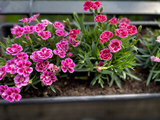 Beautiful pink purple Carnations decorative balcony flowers in a flower pot hanging on a balcony terrace fence close up