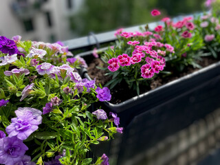 Beautiful pink purple Carnations decorative balcony flowers in a flower pot hanging on a balcony terrace fence close up