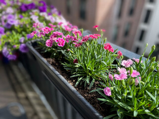 Beautiful pink purple Carnations decorative balcony flowers in a flower pot hanging on a balcony terrace fence close up