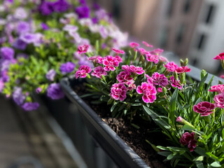 Beautiful pink purple Carnations decorative balcony flowers in a flower pot hanging on a balcony terrace fence close up