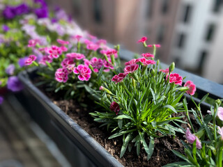 Beautiful pink purple Carnations decorative balcony flowers in a flower pot hanging on a balcony terrace fence close up
