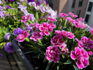 Beautiful pink purple Carnations decorative balcony flowers in a flower pot hanging on a balcony terrace fence close up