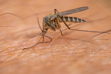 Detailed macro shot of a mosquito feeding on human skin, highlighting the insect's body, legs, and the texture of the skin with fine hairs. Background shows blurred skin texture.