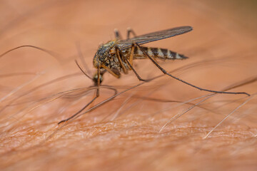 Detailed macro shot of a mosquito feeding on human skin, highlighting the insect's body, legs, and the texture of the skin with fine hairs. Background shows blurred skin texture.