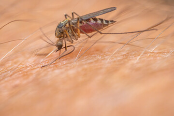 A detailed macro shot of a mosquito feeding on human skin, highlighting the insect's intricate features and the blood-filled abdomen. Background shows the texture of the skin with fine hairs.